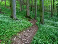 Wanderweg durch den Wald zur Bärlauch Blütezeit